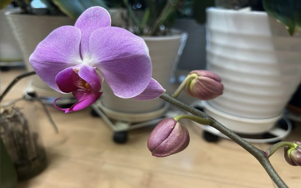 胡蝶蘭｜ペットボトルで育てているピンク色のお花