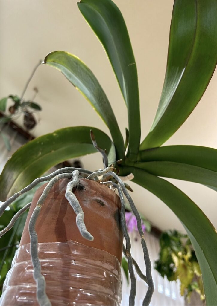 胡蝶蘭|ペットボトルと鉢を重ねて育成中