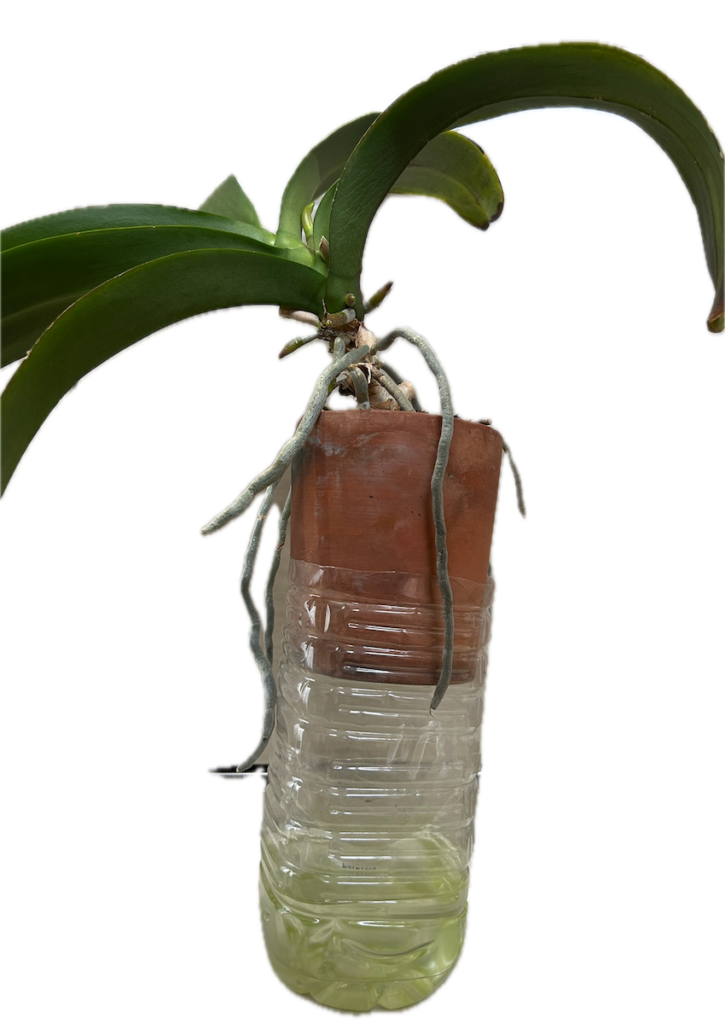 胡蝶蘭|ペットボトルと鉢を重ねて育成中