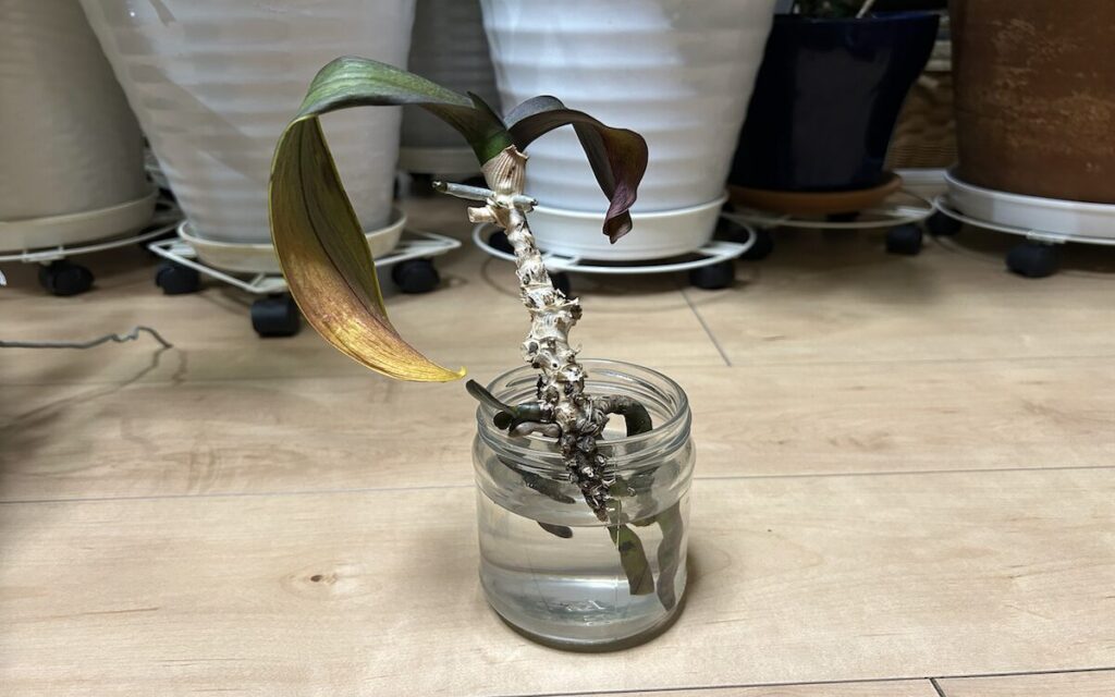 胡蝶蘭|瓶植えで根が見える様子