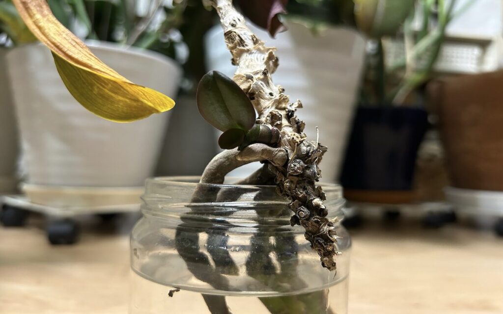 胡蝶蘭|瓶植えで根が見える様子