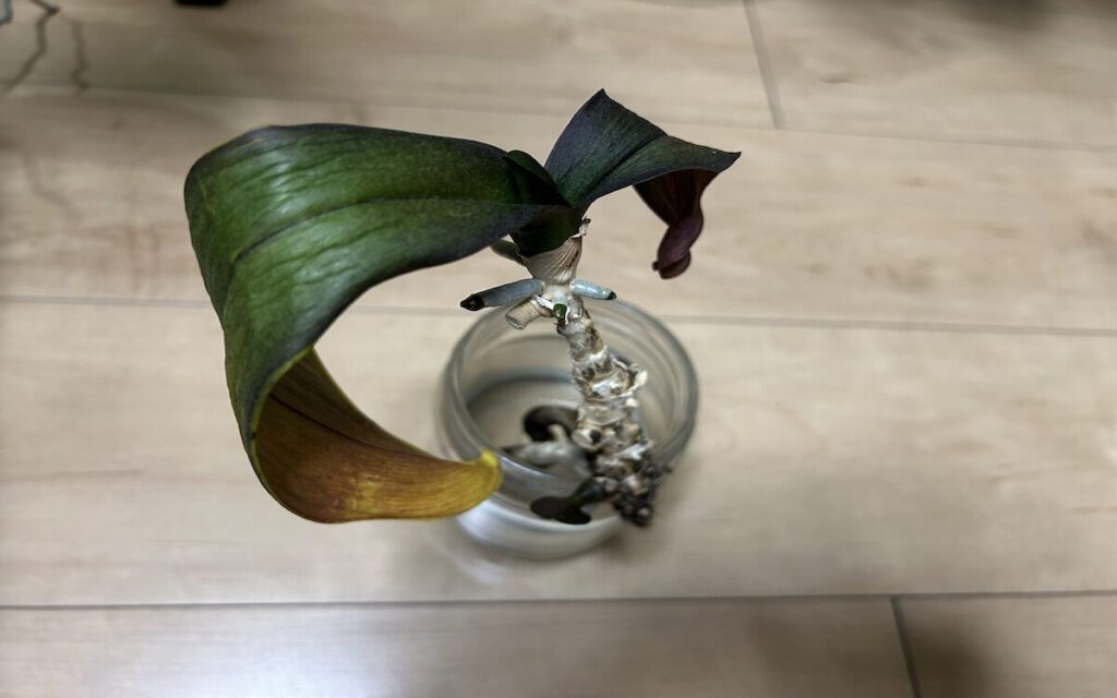 胡蝶蘭|瓶植えで根が見える様子