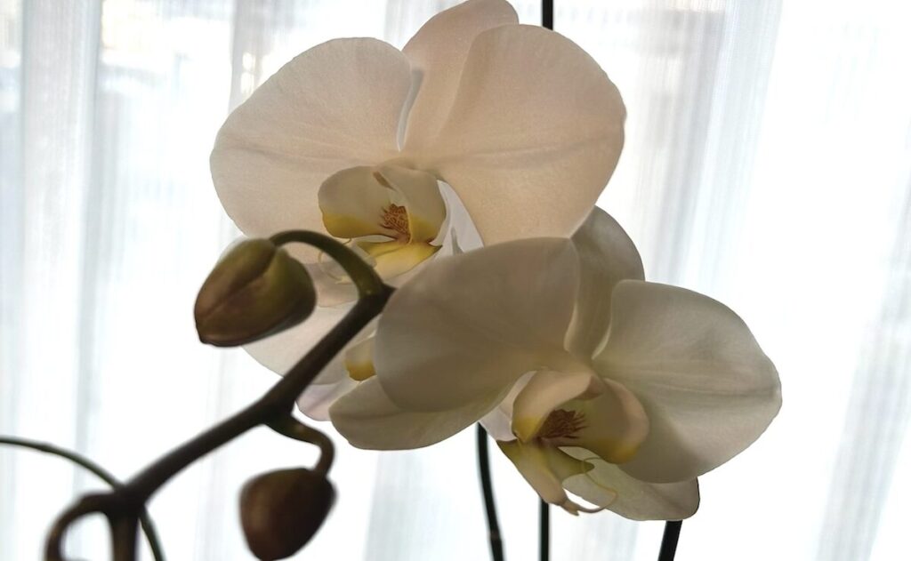 胡蝶蘭|柔らかな光の中で咲く姿