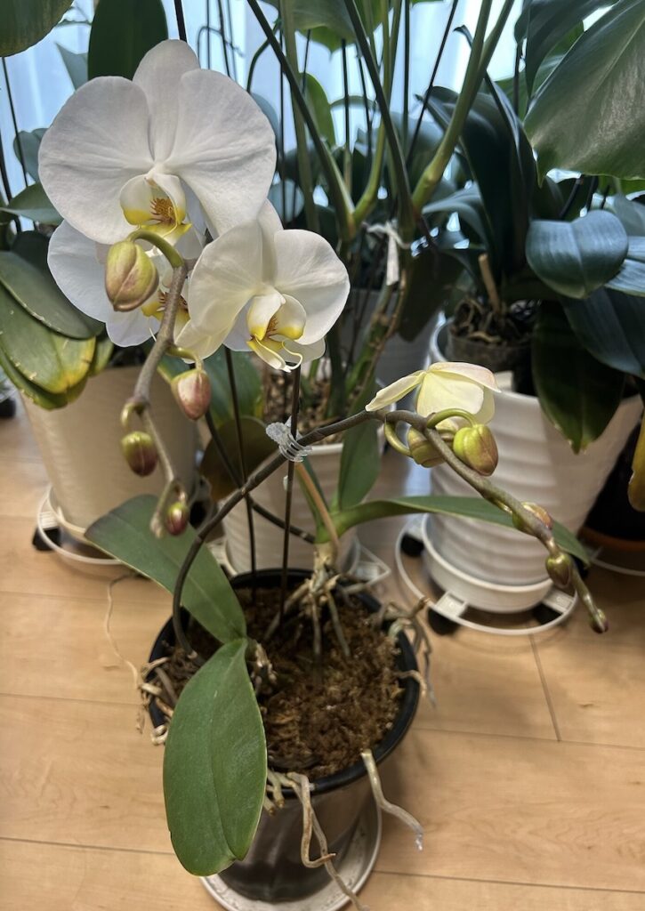 胡蝶蘭｜鉢植えで育てている白いお花