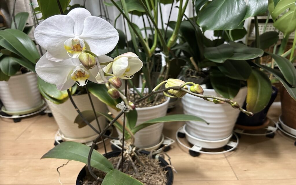 胡蝶蘭｜鉢植えで育てている白いお花