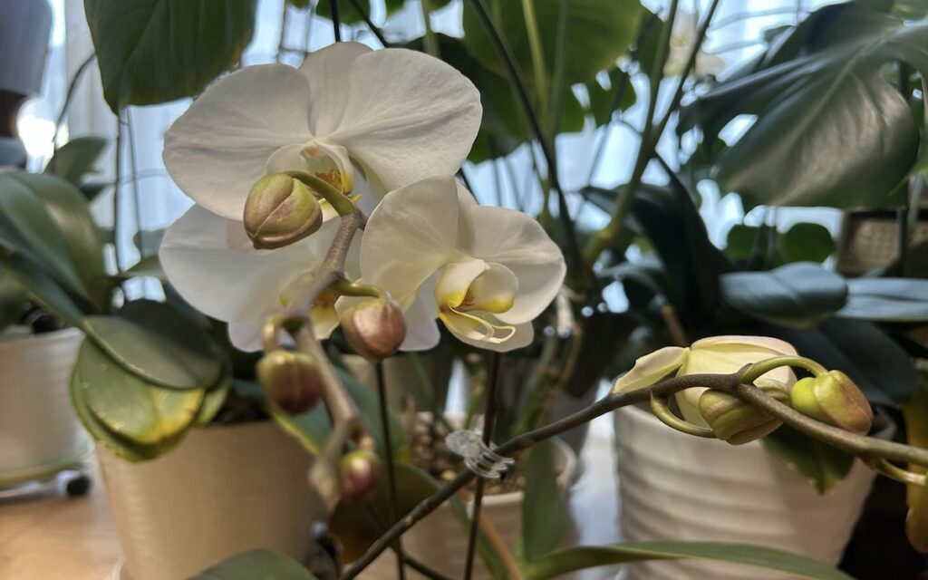 胡蝶蘭｜鉢植えで育てている白いお花