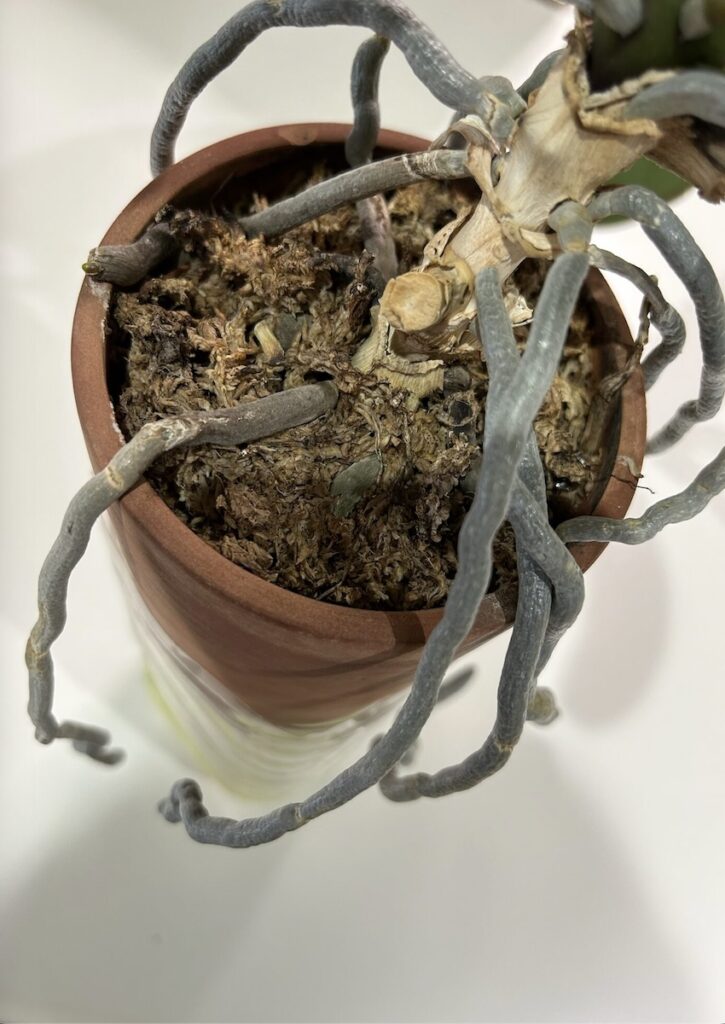 胡蝶蘭|根が大きく伸びた素焼き鉢