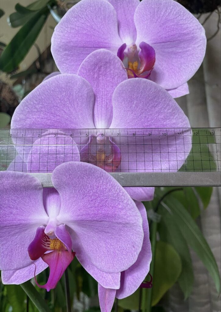 胡蝶蘭｜ピンクリップのお花が開いた様子