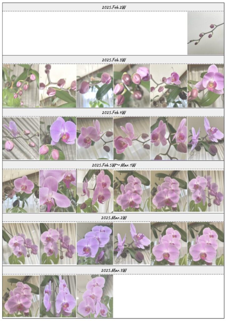 胡蝶蘭｜開花経過をまとめたコラージュ画像