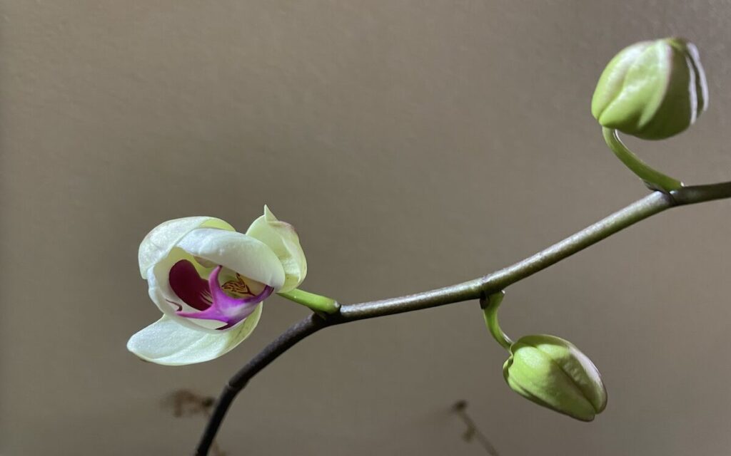 胡蝶蘭｜白地にピンクリップのお花