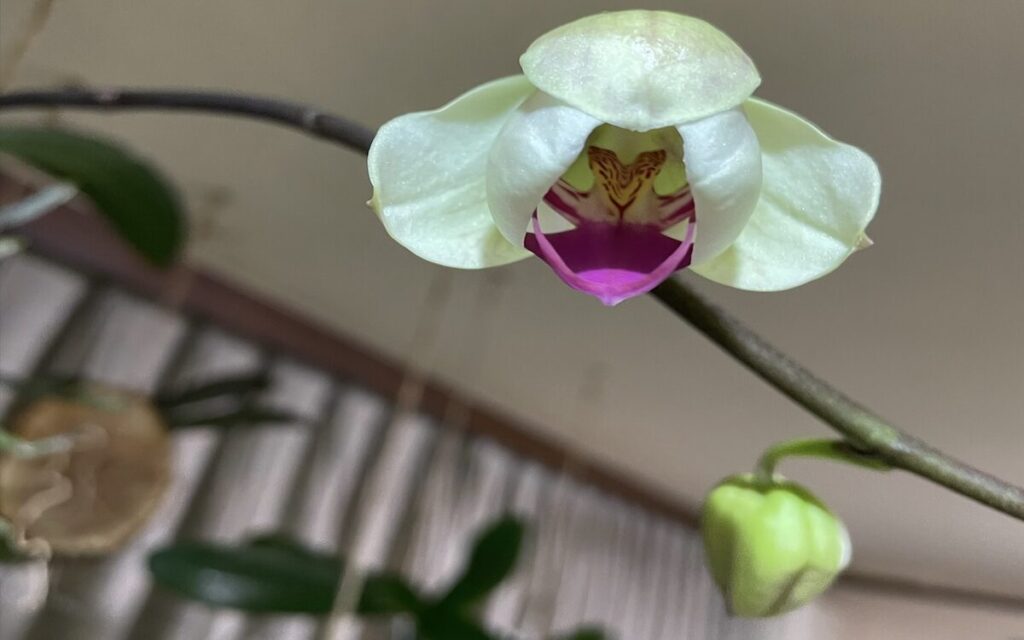 胡蝶蘭｜白地にピンクリップのお花