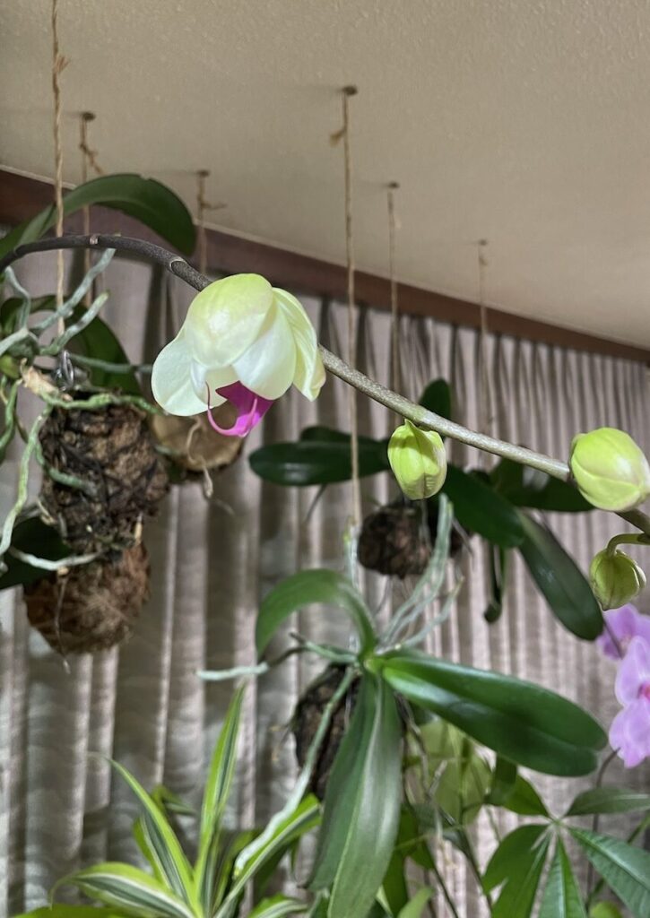 胡蝶蘭｜天井に吊された苔玉とピンクリップのお花