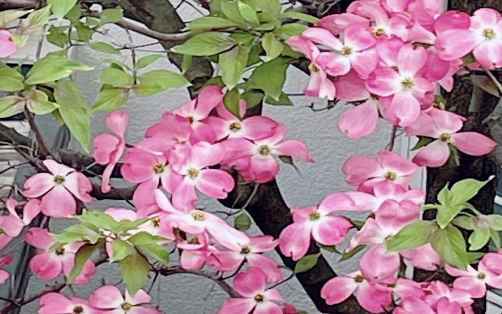 ハナミズキ｜ピンク色のお花が咲き誇る様子