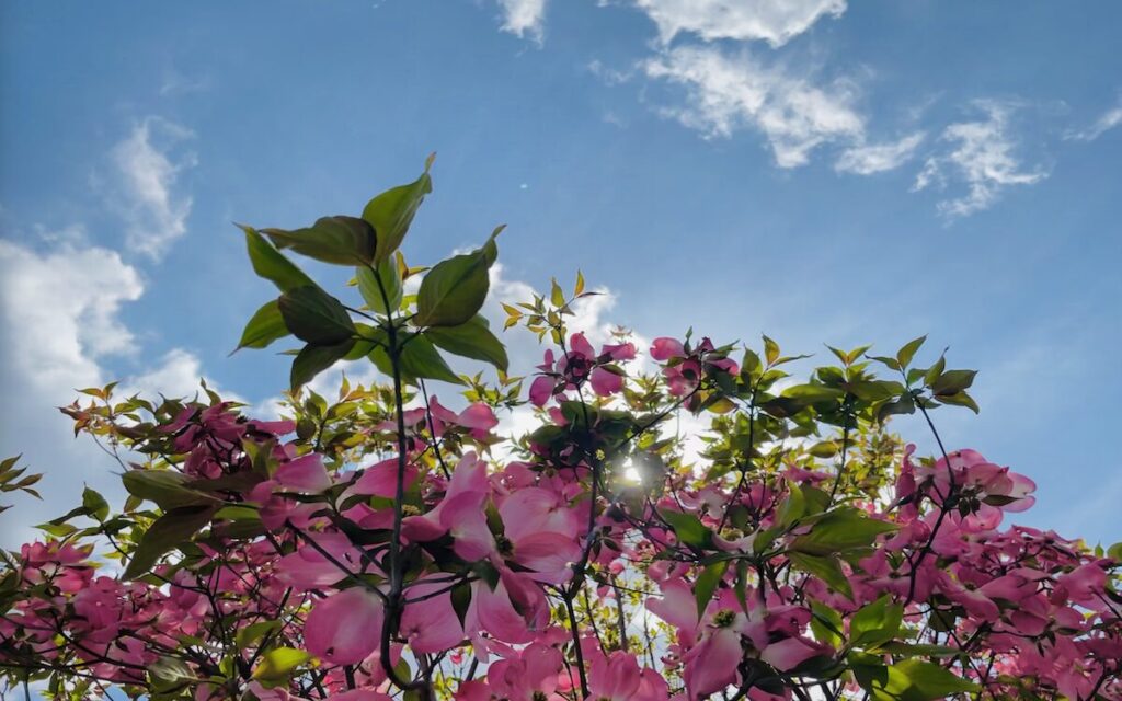 ハナミズキ｜青空の下でピンク色のお花が咲き誇っている様子