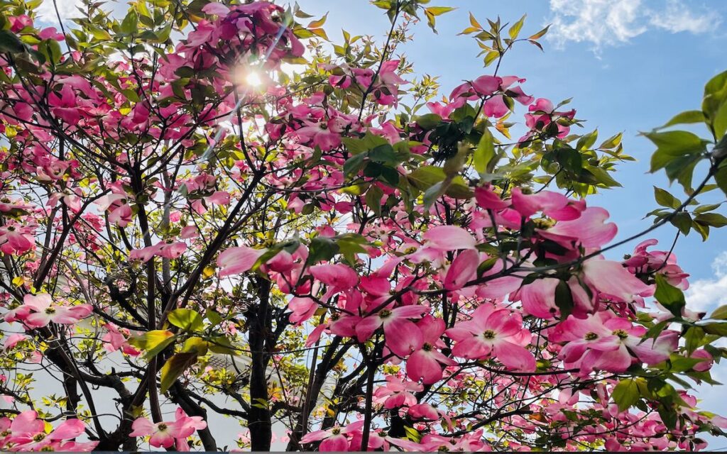 ハナミズキ｜青空の下でピンク色のお花が咲き誇っている様子