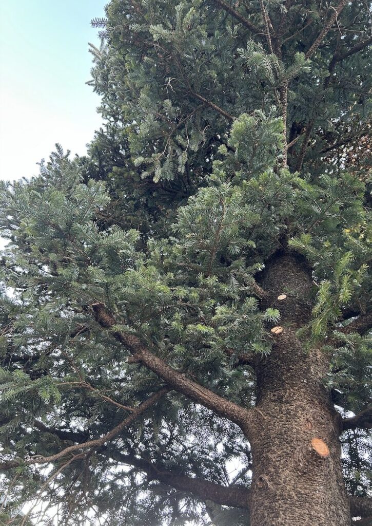 もみの木｜剪定後の冬に聳え立つ木