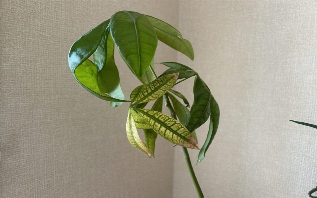 パキラ｜光に透ける葉