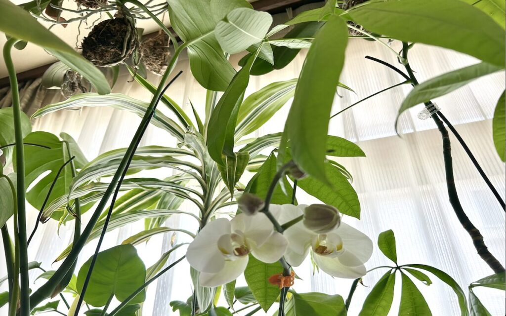 パキラ｜上向きに広がる葉