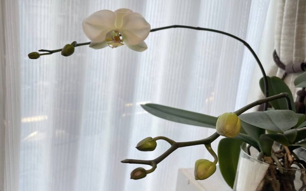 胡蝶蘭｜瓶で育てている株で白い花が1輪開花、蕾もふくらむ