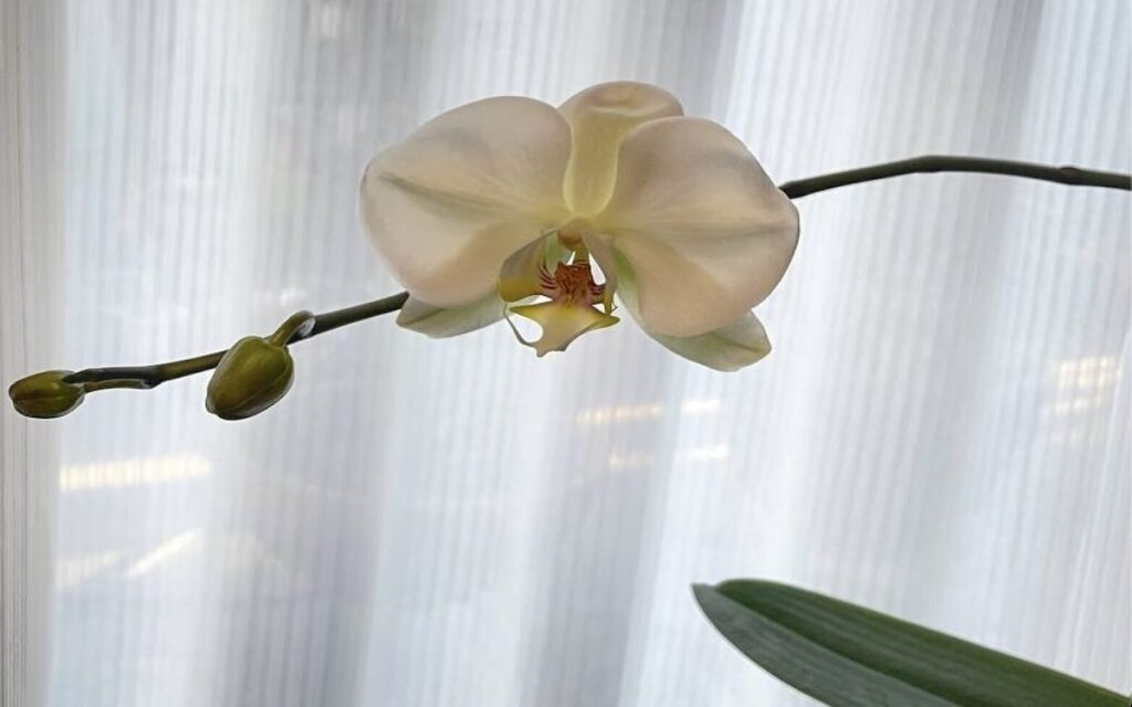 胡蝶蘭｜瓶で育てている株で白い花が1輪開花、蕾もふくらむ