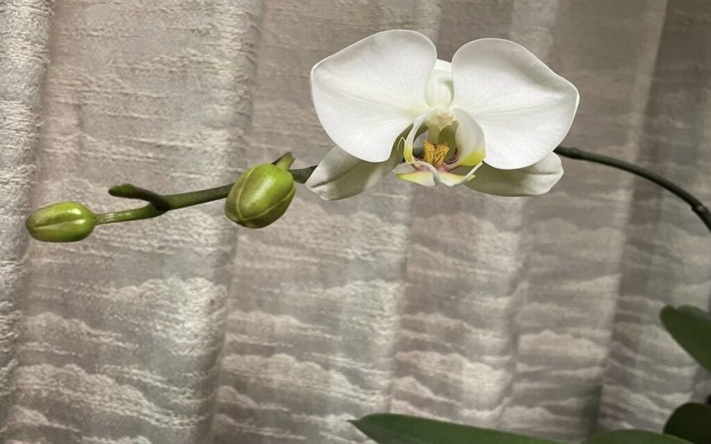 胡蝶蘭｜瓶育成で育てている白い花が咲いた様子