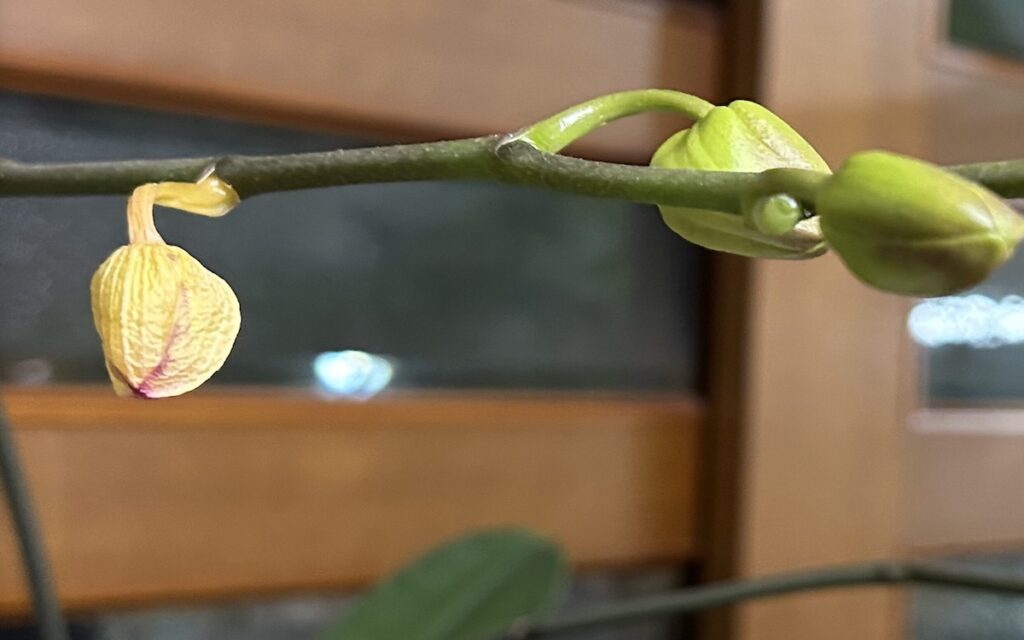 胡蝶蘭｜瓶育成で育てている白い花の蕾がシワシワになってしまった様子