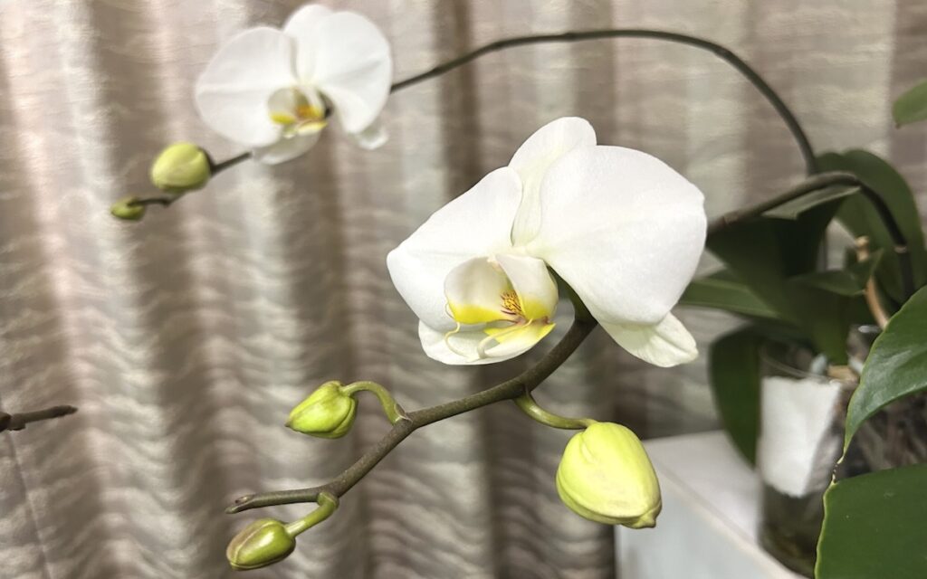 胡蝶蘭｜白い花が複数咲いている様子