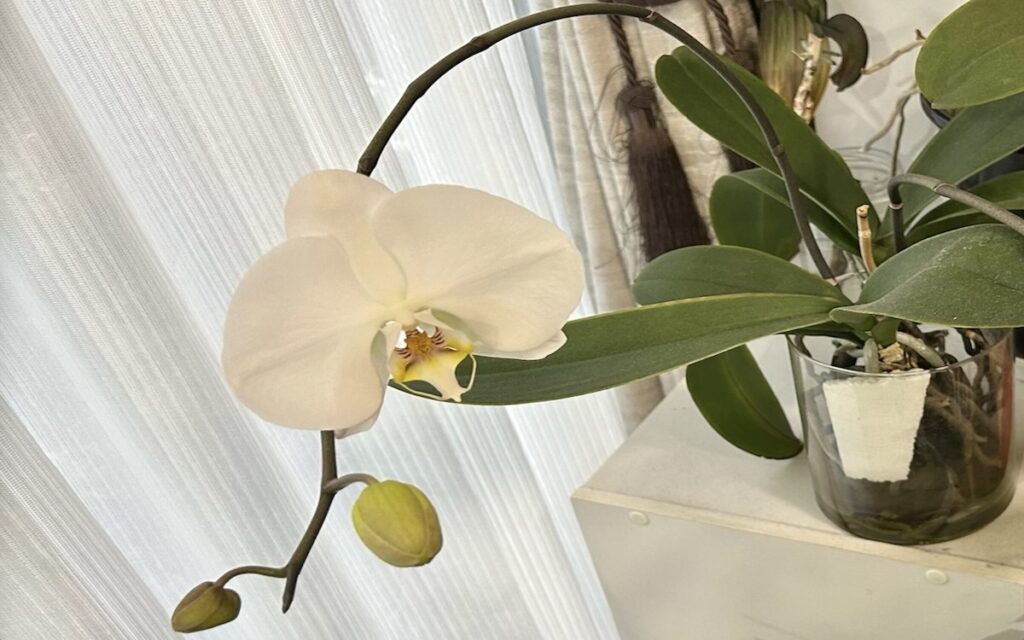 胡蝶蘭｜白い花が窓辺で咲いている様子