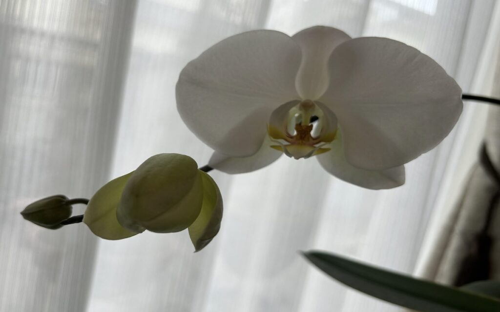 胡蝶蘭|白い花の茎に蕾がついた様子