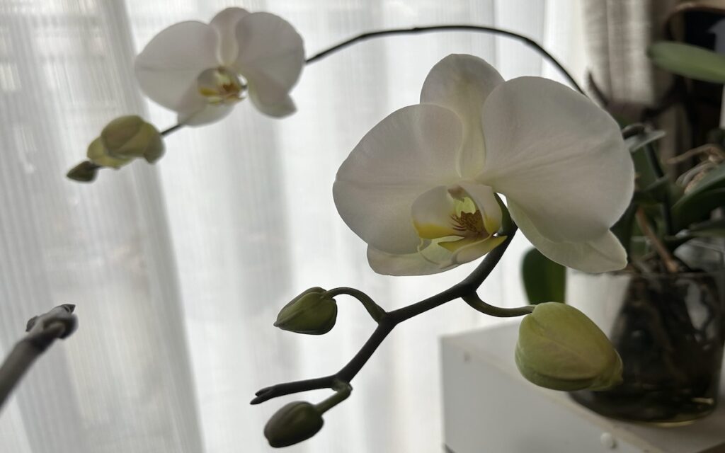 胡蝶蘭|白い花と蕾が並んだ様子