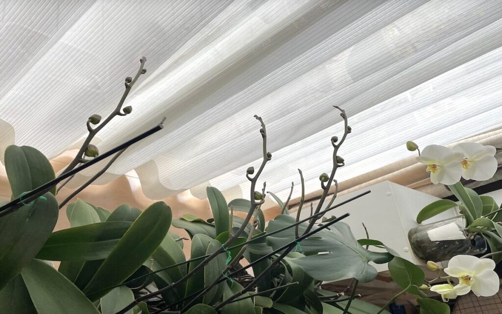 胡蝶蘭｜並んだつぼみ