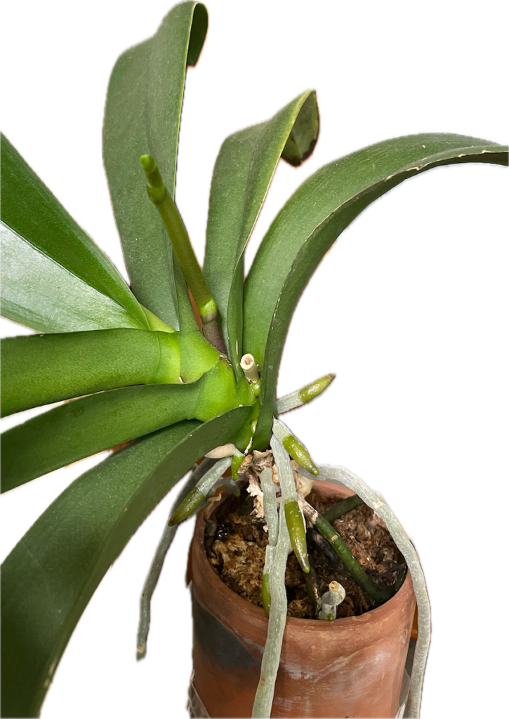 胡蝶蘭｜硬い葉と株元