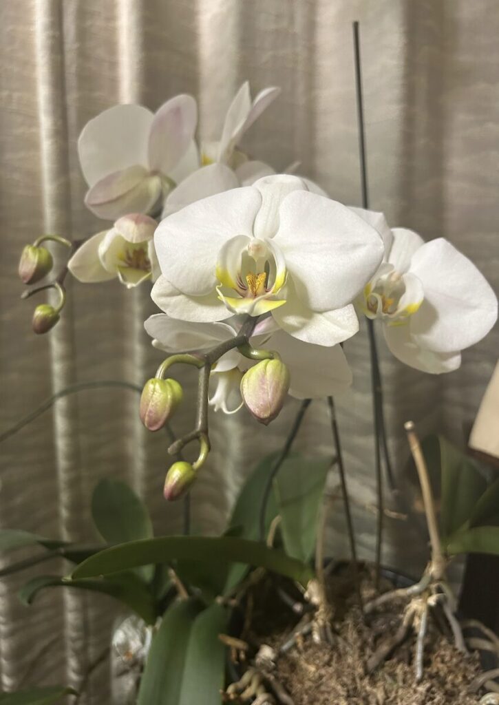 胡蝶蘭|花とつぼみ