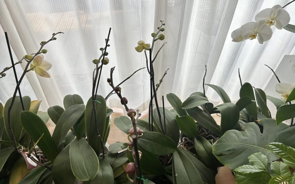 胡蝶蘭|伸びる複数の花茎