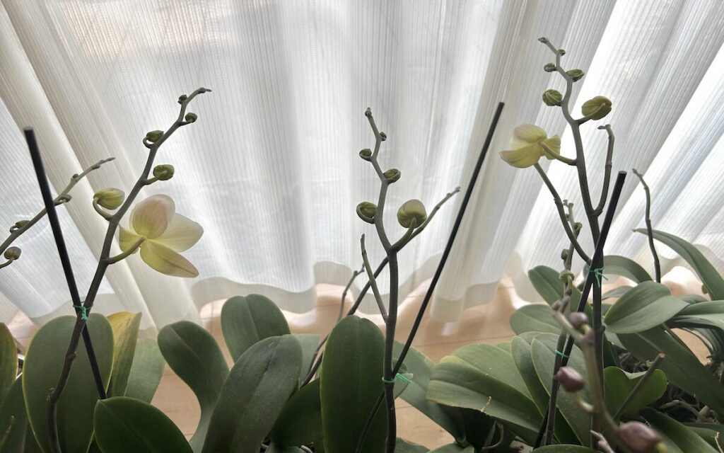 胡蝶蘭|窓辺で並ぶ鉢植え