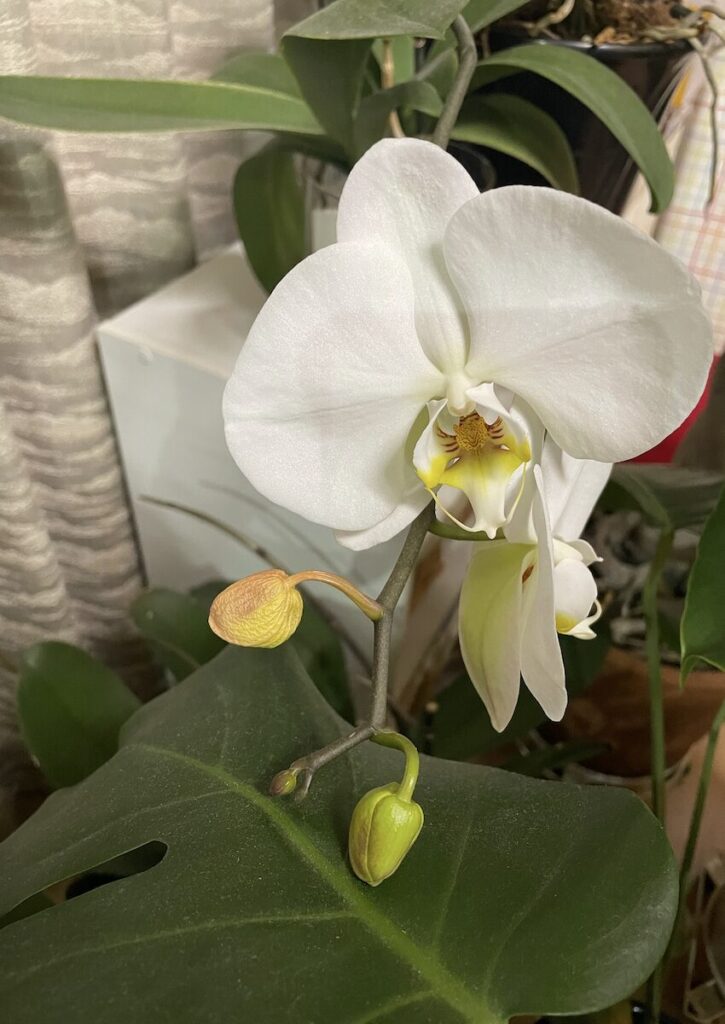 胡蝶蘭｜白い花のクローズアップ