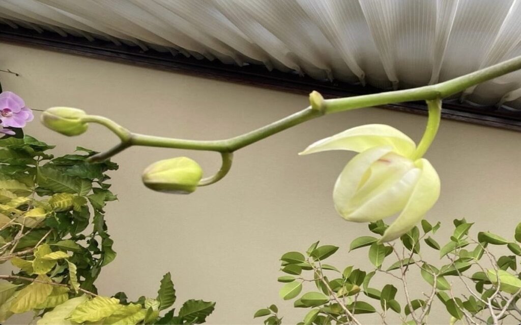 胡蝶蘭|瓶育成の白色の胡蝶蘭の蕾が開き始めた様子