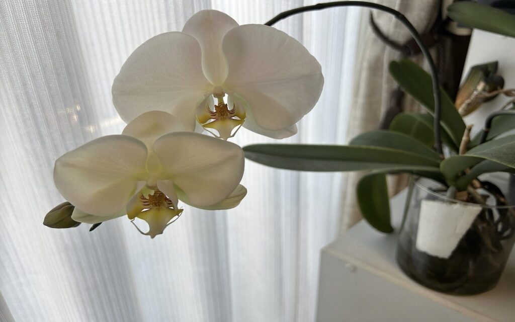 胡蝶蘭|瓶育成の白いお花