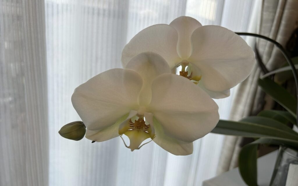 胡蝶蘭|瓶育成の白いお花