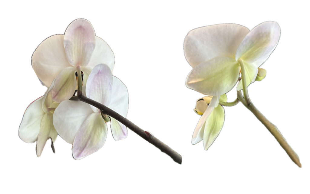 胡蝶蘭|白い花びらの比較