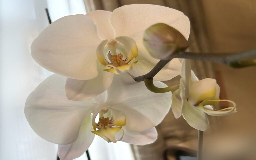胡蝶蘭|瓶育成の白いお花
