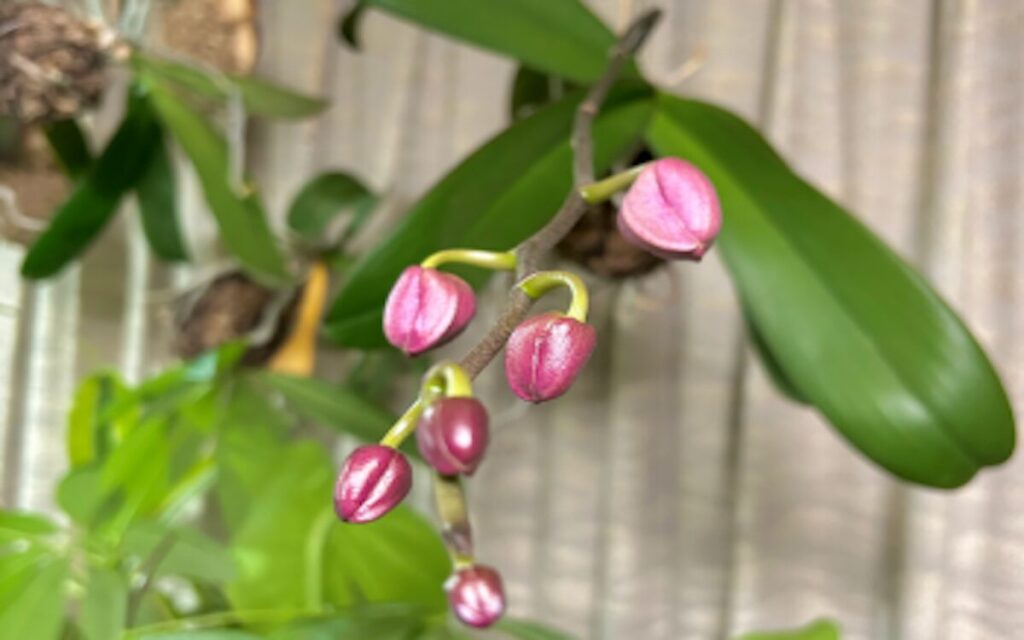 胡蝶蘭｜苔玉を天井にぶら下げて育成。ピンク色の蕾を近くで撮影した様子