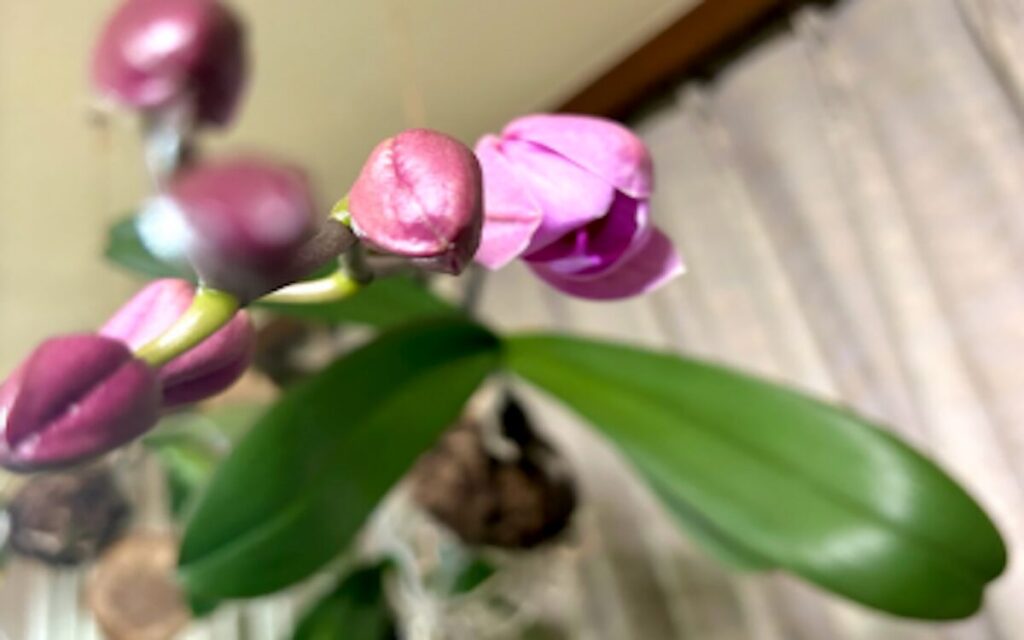 胡蝶蘭｜つぼみが重なり合う茎先