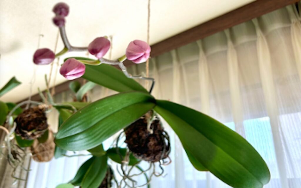 胡蝶蘭｜花とつぼみが窓辺で揺れる様子