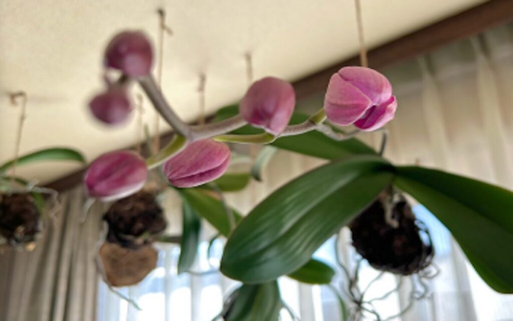 胡蝶蘭｜苔玉を吊るして育成。ピンク色のつぼみを斜め下から見上げた様子。