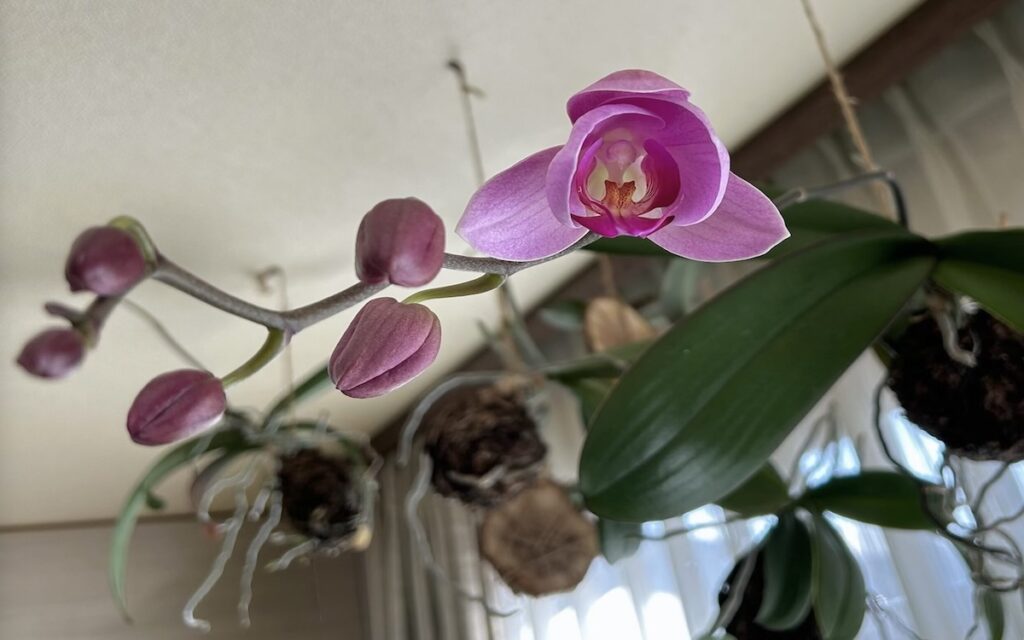 胡蝶蘭｜ピンク色の花が咲いている様子