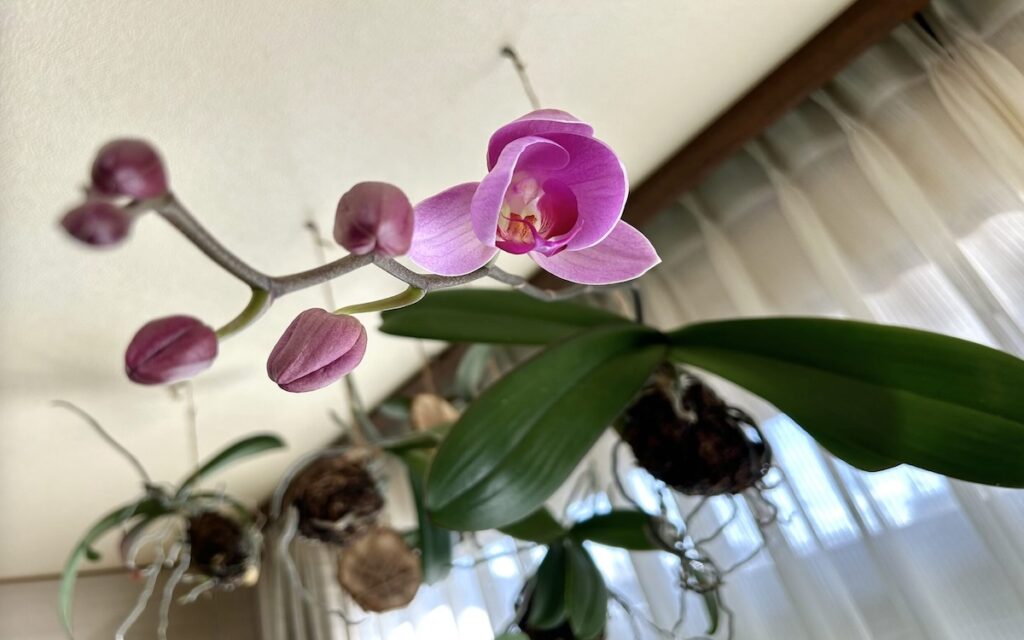 胡蝶蘭｜つぼみが開きかけた花茎の様子