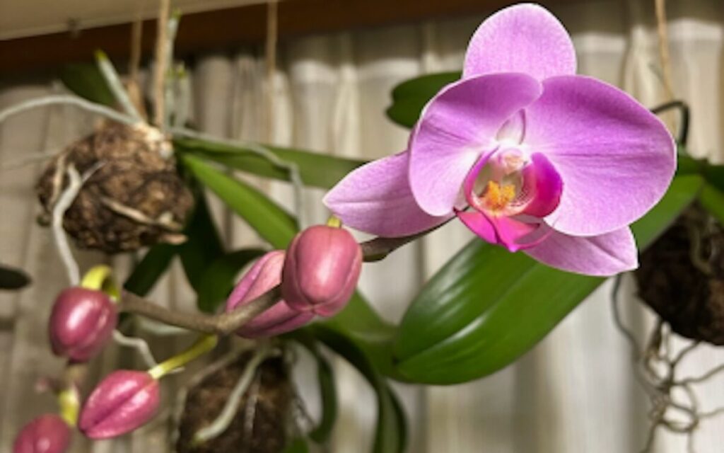 胡蝶蘭｜吊るして育てた胡蝶蘭の咲き始め