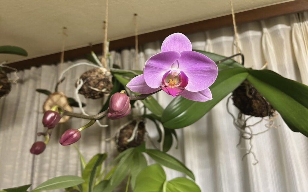 胡蝶蘭｜苔玉仕立て。つぼみが伸びて咲き始めた様子