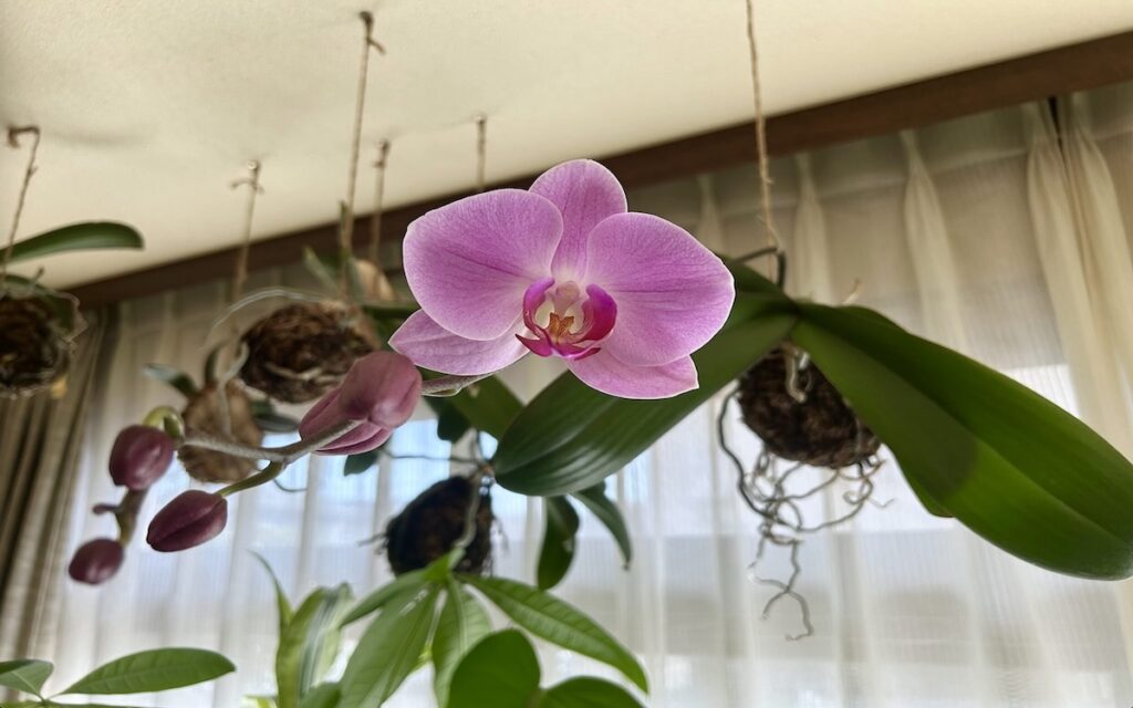 胡蝶蘭｜苔玉育成。ピンク色のお花が開いた様子